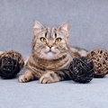 見つけると一瞬ビビる『猫の落とし物』5選　爪が剥がれちゃった！？毛…