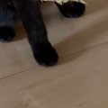 興奮気味の黒猫→口元を見ると、くわえていたのは…可愛すぎる光景に2万…
