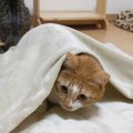 お布団でかくれんぼする猫ちゃん♡あれ…探してくれないの…？