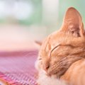 限られた時間を大切に。老猫としておきたい３つのこと