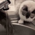 姉猫が蛇口から流れる水をじっと見つめていると→妹猫のしっぽが…シュール…