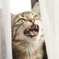 猫の声がいつもと違う…考えられる理由４つ