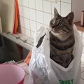 無事に出来るかな？猫ちゃんたちに邪魔されながらクッキング！