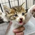 視力の弱い子猫…すくすく成長し永遠の家族のもとへ！