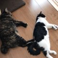 今年の夏は猫が快適な空間を作ろう！３つのポイント