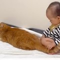 赤ちゃんが猫のおしりをポンポンした結果→優しく受け入れて…ずっと見…