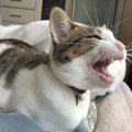 猫は鳴き声を使い分けるってほんと？