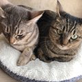 猫同士の相性がいい『性別の組み合わせ』は？3つのパターン別に、それぞれ…