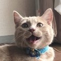 やっぱり単純？猫を一瞬で喜ばせるテクニック５選