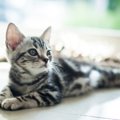 【獣医師監修】アメリカンショートヘアってどんな猫？特徴や性格から飼う…