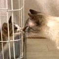 突然やってきた子猫に戸惑う先住猫→『55日間一緒に暮らした』結果…絆…