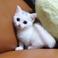 可愛すぎる！！真っ白ふわふわな子猫ちゃん♡