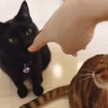 飼い主さんとの距離が縮まって甘える黒猫さん♡