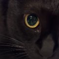 自動給水器で水を飲む黒猫→おててを見ると……独特な『飲み方』が尊すぎると…