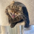 『ウィンク下手くそ選手権』個性的なウインクを披露する猫ちゃん「咆…