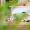 猫が『うつ病』のような状態になっている可能性が高い行動４つ