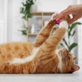 猫に対して『面倒くさがり』だなと感じる瞬間3選　よくある仕草や横着な行…