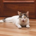 猫が『夏バテ』になっているときのサイン4つ　見逃せない症状から対処法ま…