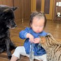 猫と犬が『オヤツを持った赤ちゃん』を見たら…優しさあふれる光景がほ…