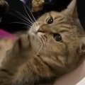猫を抱っこしてめいっぱい甘やかしてみた結果…微笑ましすぎる光景に「本当…