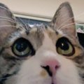 『ちょっとヤバ顔撮れた』おやつを前にした猫の表情を見てみると…とんでも…