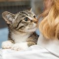 猫が髪の毛を狙ってくる理由と対処法