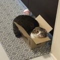 箱が好きな猫さん！小さい箱にどうやって入る？