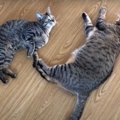 ステイホーム期間の猫ちゃんのダイエット問題？