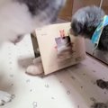 子猫に『穴を開けた段ボール箱』をあげたら、『先輩犬』たちが……まさかの…