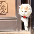 猫の『脱走』ヒヤリハットな3つのシーン　愛猫を路頭に迷わせないため…