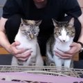 『預かりボランティア』保護猫ちゃんをお家に迎える準備！気になる猫…