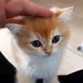 そろそろと膝に乗ってきた赤ちゃん猫→なでてあげた結果…悶絶級の『愛おし…