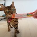 デレデレアピールでおやつをゲットした猫さん♡食べ終わればツン？