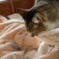 眠っている赤ちゃんに近づいた猫が……あまりにも微笑ましい『心温まる…