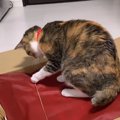 プレゼント開封の儀で猫ちゃんゴムパッチン！？