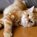 猫がひそかにスキンシップを望んでいるときの行動５つ