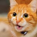 猫は自分の名前を理解している！呼んで反応する理由とは？