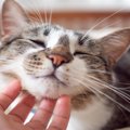 猫から『モテモテ』になる4つの方法　好かれる人の特徴や接し方のコツ