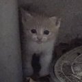 大雨の中、『ひとりぼっちで濡れている子猫がいる』と連絡…向かった結…