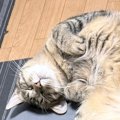 仲良く並んでくつろぐ『3匹の猫』…思わず笑顔になる『可愛すぎる寝姿』に…