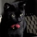 箱の中に入る『ぬいぐるみのように可愛い黒猫』→近づいてみると…尊い光景…