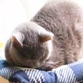 保護猫をお迎えした理由は？ガリガリにやせた猫との運命的な出会いに涙