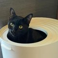 『トイレに入る黒猫』をAIで擬人化した結果…ちょっぴりホラーな『笑撃の姿…