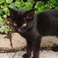 外で出会った『生後2か月の黒猫』を保護→2日目になると表情が変化して…6年…