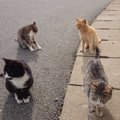 世界６大猫スポット福岡県にある「相島」をリポート