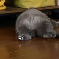 すごい姿勢で寝ていた猫→飼い主さんに『名前を呼ばれる』と……「めちゃくち…