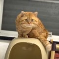 猫ちゃんの強引な扉の開け方にビックリ！？