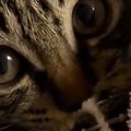 まん丸おめめで飼い主を見つめる子猫…思わずキュンとくる『かわいい仕…