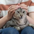 いやニャー！猫が嫌う『絶対にしてはいけない禁止行為』4選　最低な飼…