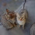 野良猫の生態を1日観察してみて分かった3つの事